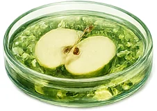 Apfelstammzellen (Malus Domestica) in Elesse Cream