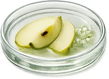 Apfelstammzellen (Malus Domestica) in Elesse Cream